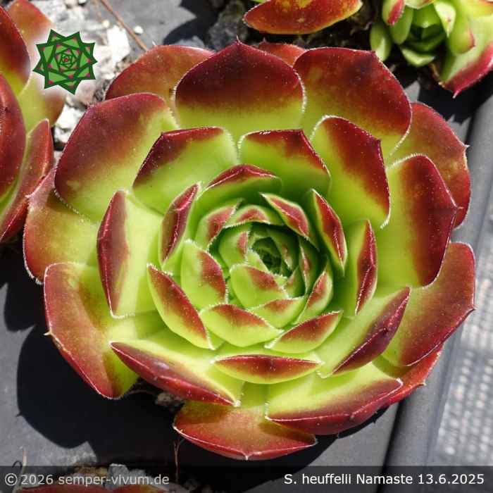 Sempervivum heuffelii 'Namaste'