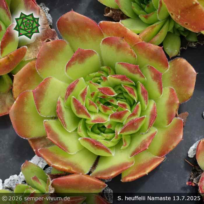 Sempervivum heuffelii 'Namaste'