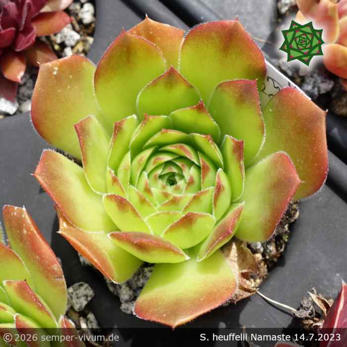 Sempervivum heuffelii 'Namaste'