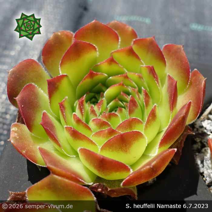 Sempervivum heuffelii 'Namaste'