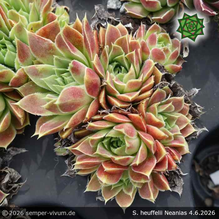 Sempervivum heuffelii 'Neanias'