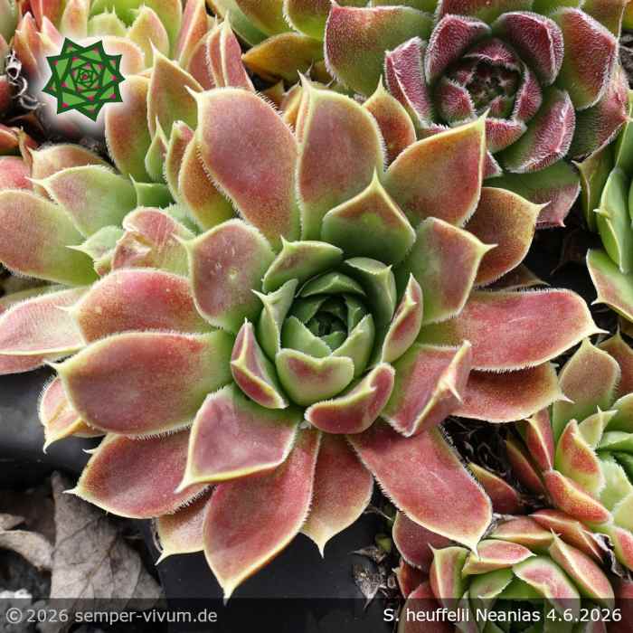 Sempervivum heuffelii 'Neanias'