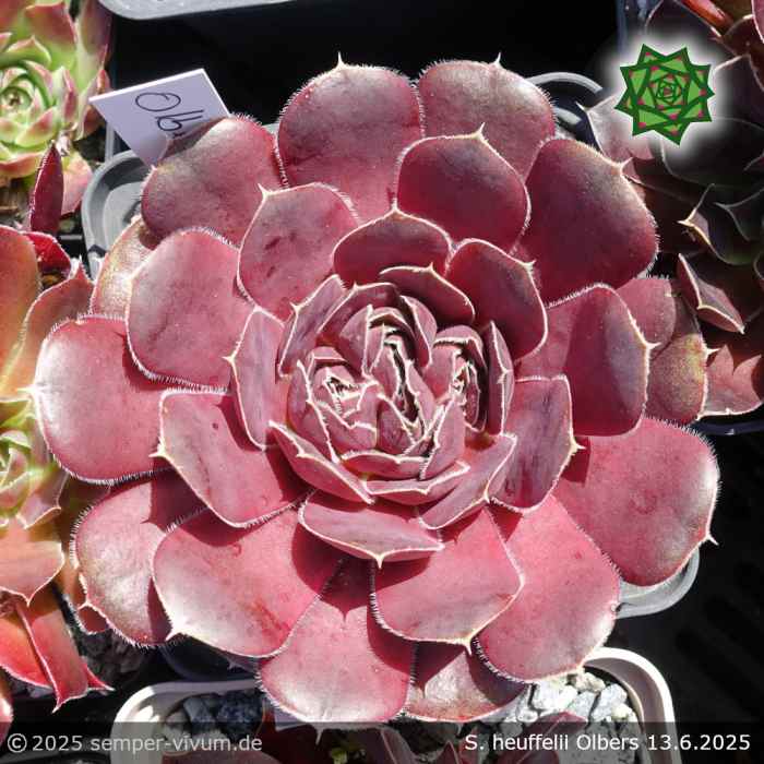 Sempervivum heuffelii 'Olbers'