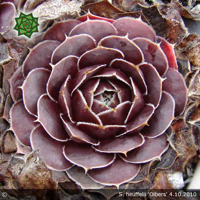 Sempervivum heuffelii 'Olbers'