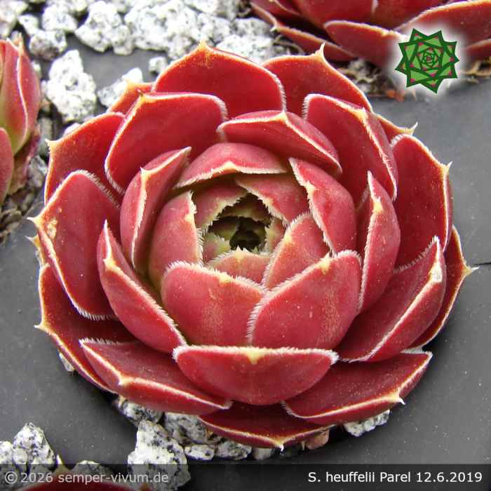 Sempervivum heuffelii 'Parel'