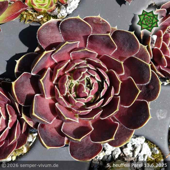 Sempervivum heuffelii 'Parel'