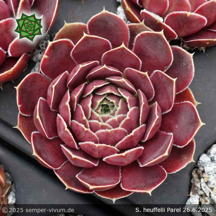 Sempervivum heuffelii 'Parel'