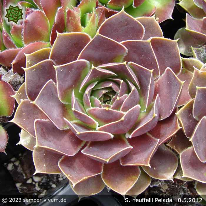 Sempervivum heuffelii 'Pelada'