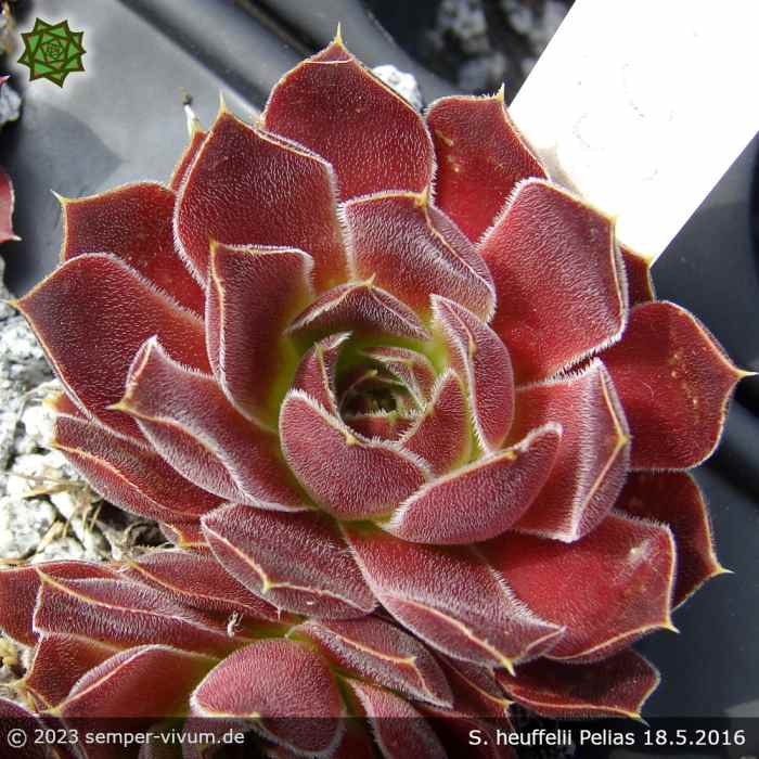 Sempervivum heuffelii 'Pelias'