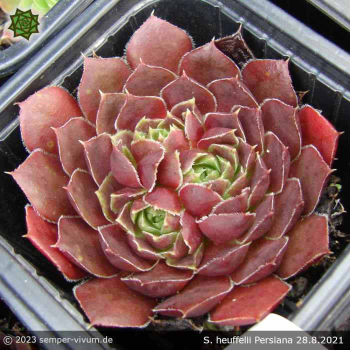 Sempervivum heuffelii 'Persiana'