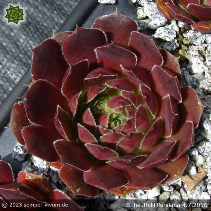 Sempervivum heuffelii 'Persiana'