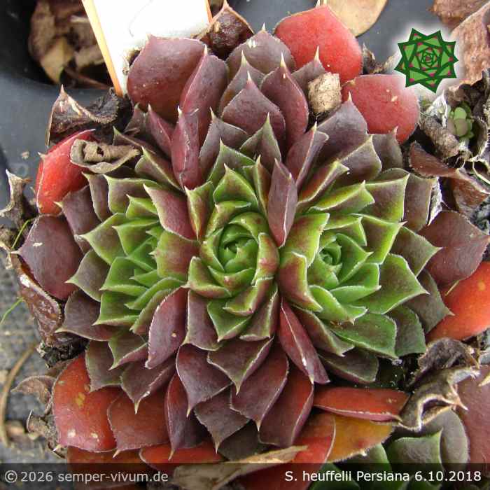 Sempervivum heuffelii 'Persiana'