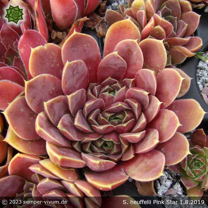 Sempervivum heuffelii 'Pink Star'