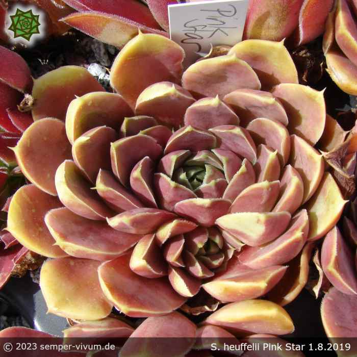 Sempervivum heuffelii 'Pink Star'
