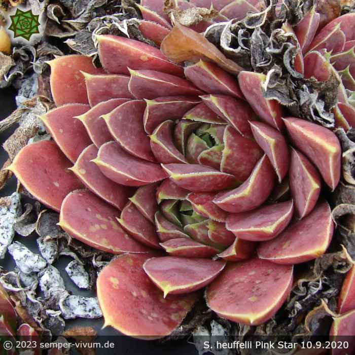 Sempervivum heuffelii 'Pink Star'