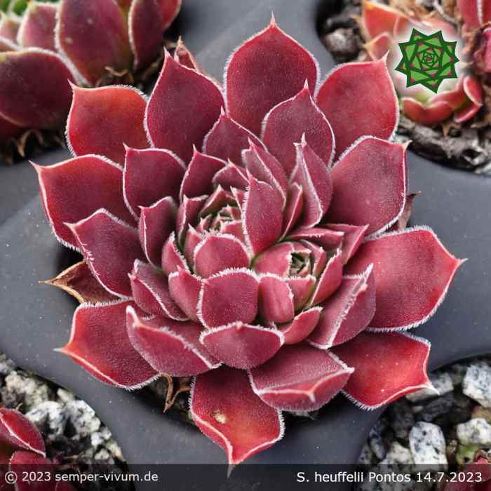 Sempervivum heuffelii 'Pontos'