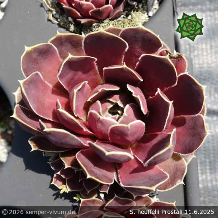 Sempervivum heuffelii 'Prostali'