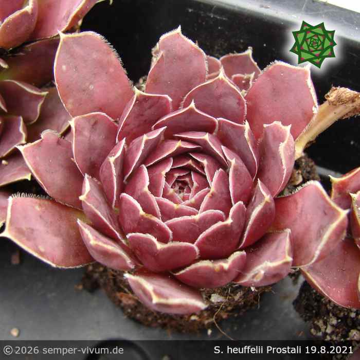 Sempervivum heuffelii 'Prostali'
