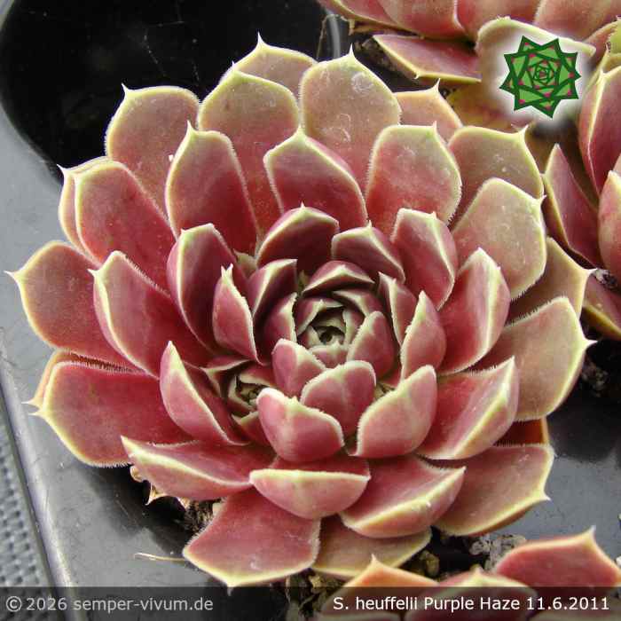 Sempervivum heuffelii 'Purple Haze'