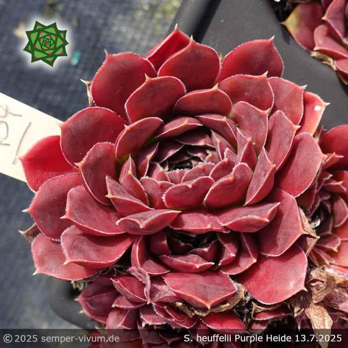 Sempervivum heuffelii 'Purple Heide'