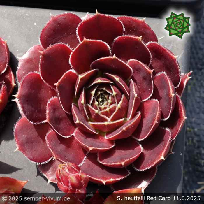 Sempervivum heuffelii 'Red Caro'