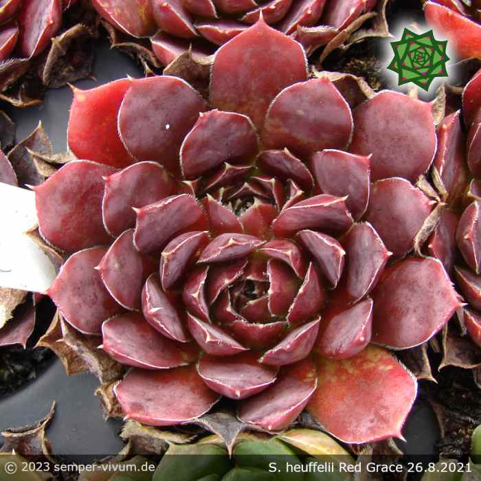 Sempervivum heuffelii 'Red Grace'
