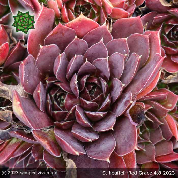 Sempervivum heuffelii 'Red Grace'