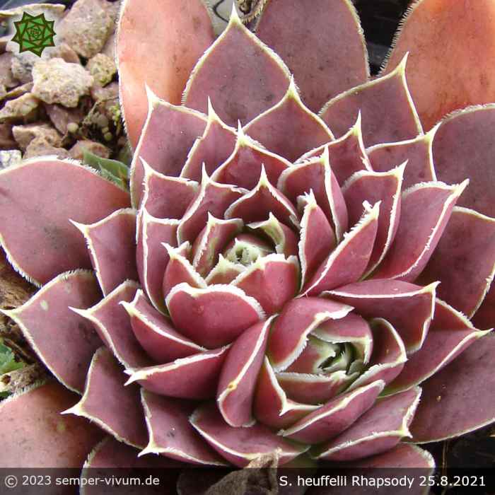 Sempervivum heuffelii 'Rhapsody'