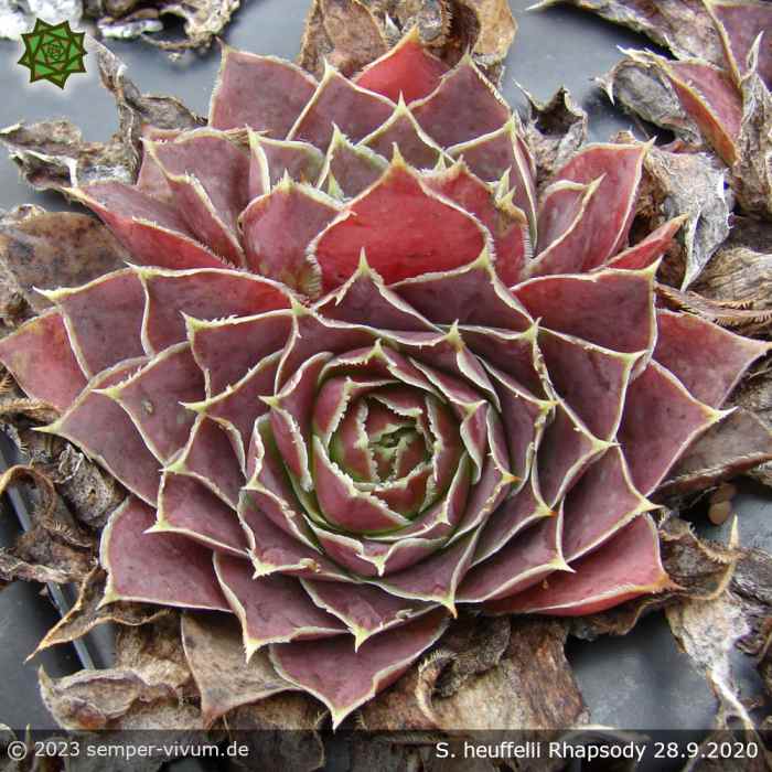 Sempervivum heuffelii 'Rhapsody'