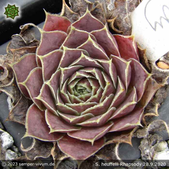 Sempervivum heuffelii 'Rhapsody'