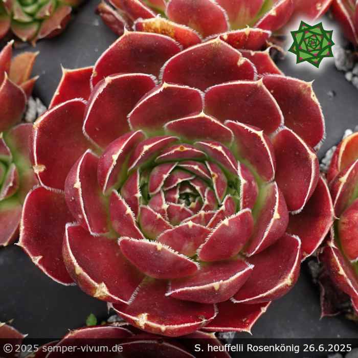 Sempervivum heuffelii 'Rosenkönig'