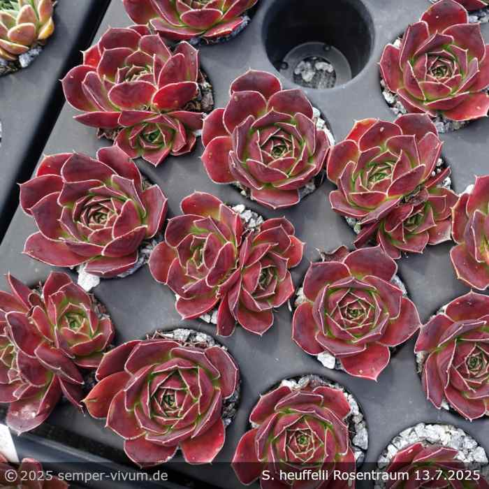 Sempervivum heuffelii 'Rosentraum'