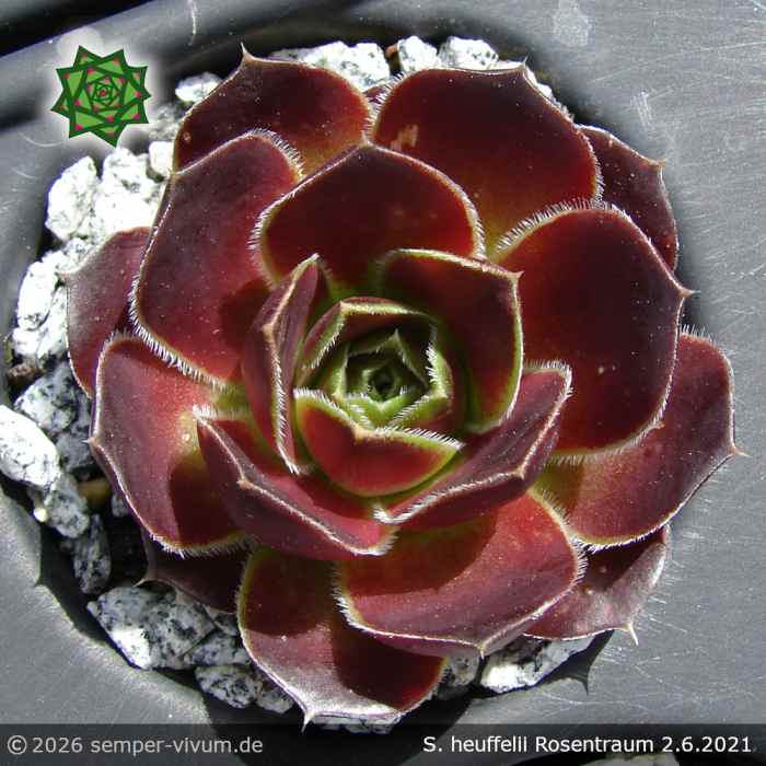 Sempervivum heuffelii 'Rosentraum'