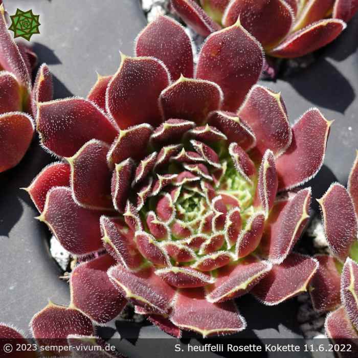 Sempervivum heuffelii 'Rosette Kokette'
