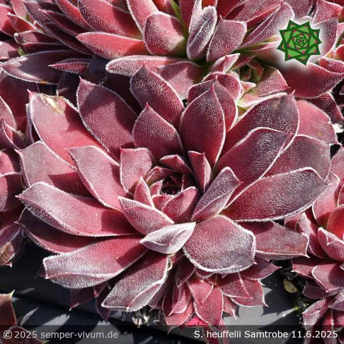 Sempervivum heuffelii 'Samtrobe'
