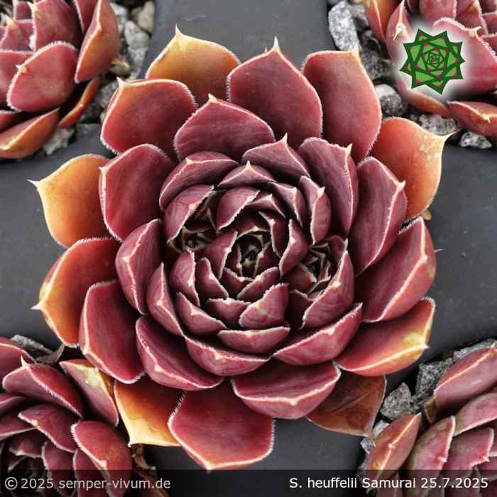 Sempervivum heuffelii 'Samurai'
