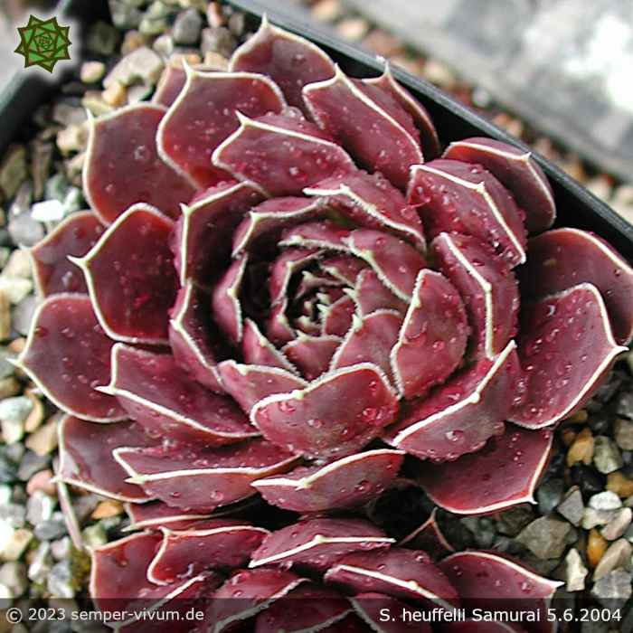 Sempervivum heuffelii 'Samurai'
