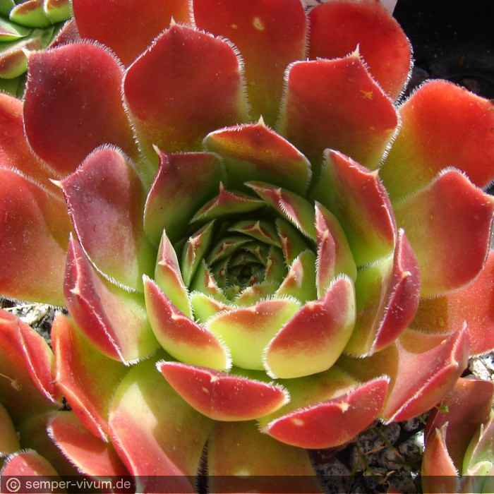 aufgenommen am 16.6.2014