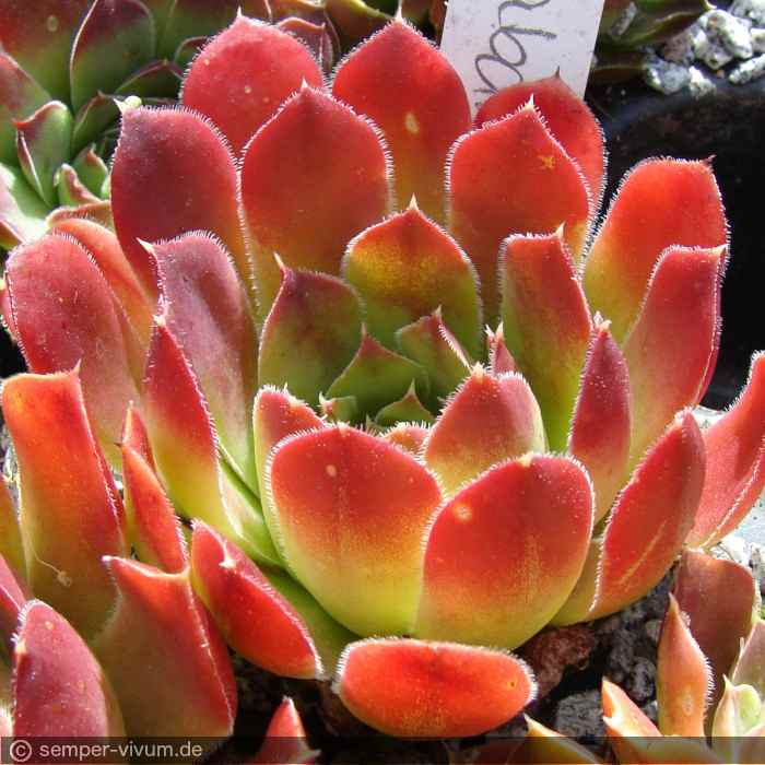 aufgenommen am 16.6.2014