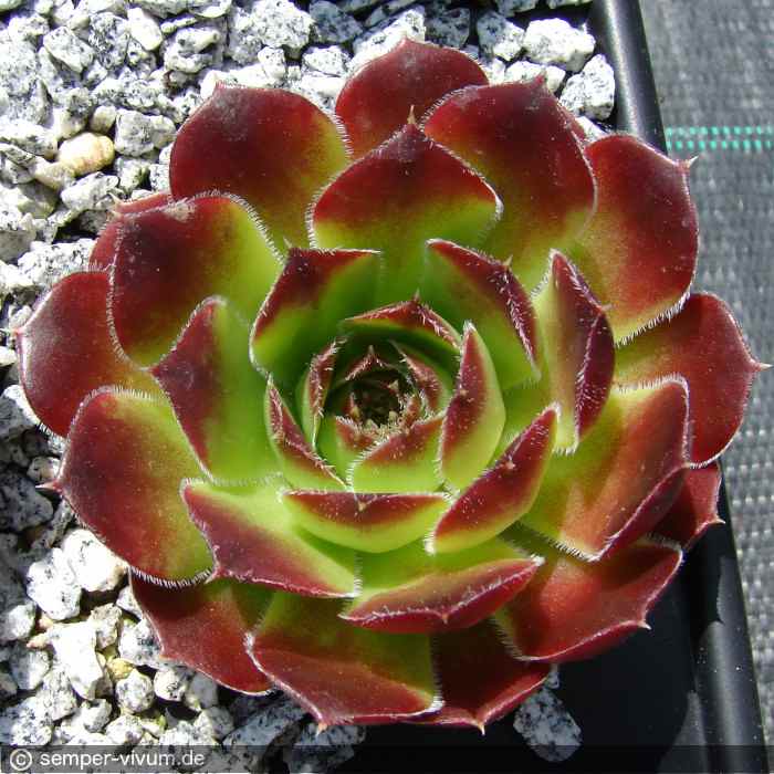 aufgenommen am 18.5.2016