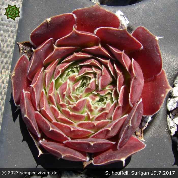 Sempervivum heuffelii 'Sarigan'