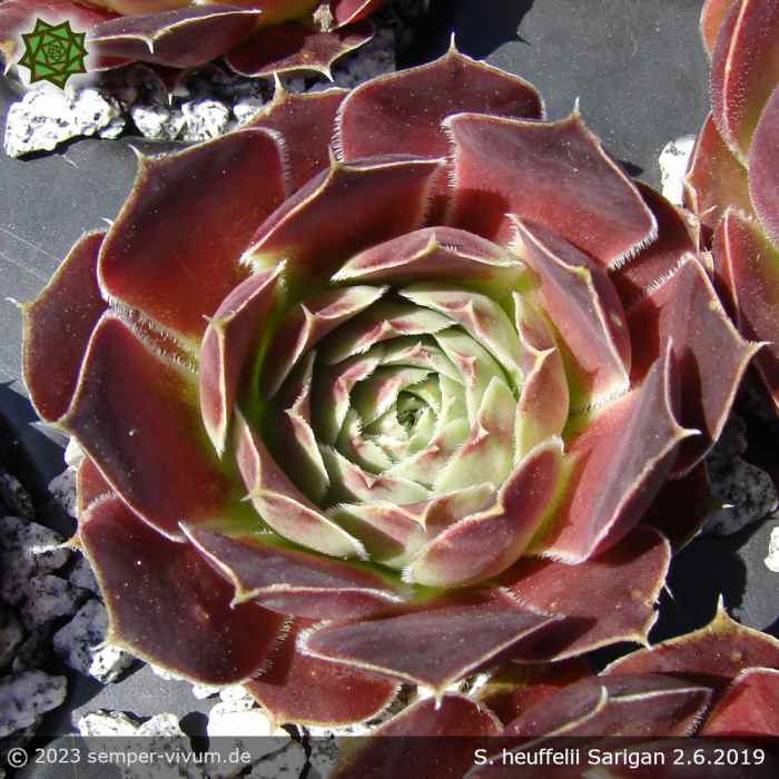 Sempervivum heuffelii 'Sarigan'