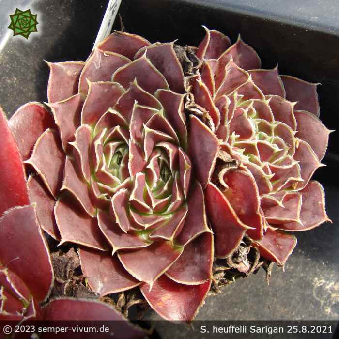 Sempervivum heuffelii 'Sarigan'