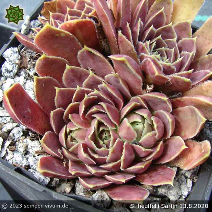 Sempervivum heuffelii 'Sarijn'