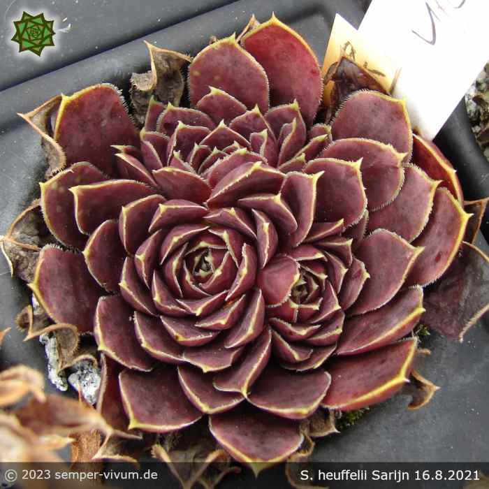 Sempervivum heuffelii 'Sarijn'