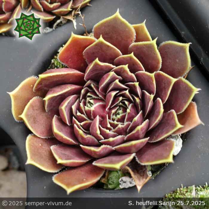 Sempervivum heuffelii 'Sarijn'