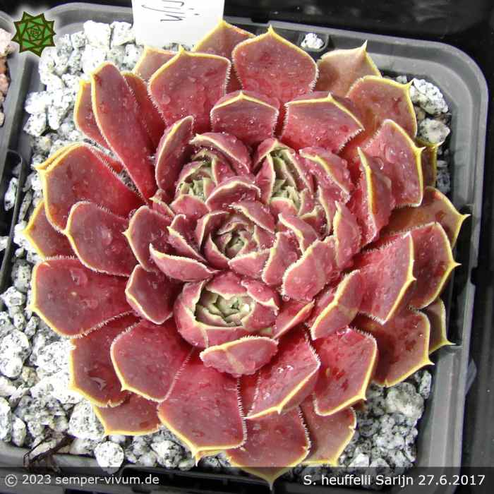 Sempervivum heuffelii 'Sarijn'