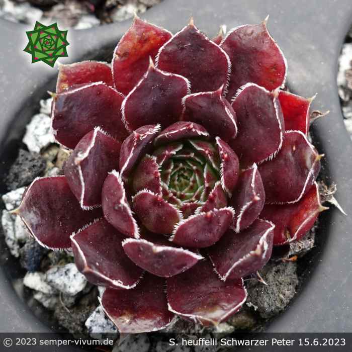 Sempervivum heuffelii 'Schwarzer Peter'