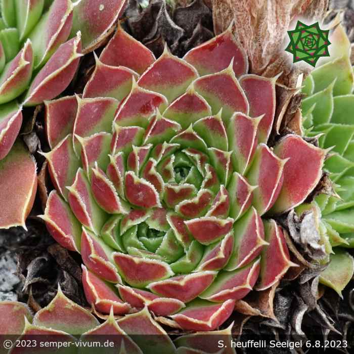 Sempervivum heuffelii 'Seeigel'