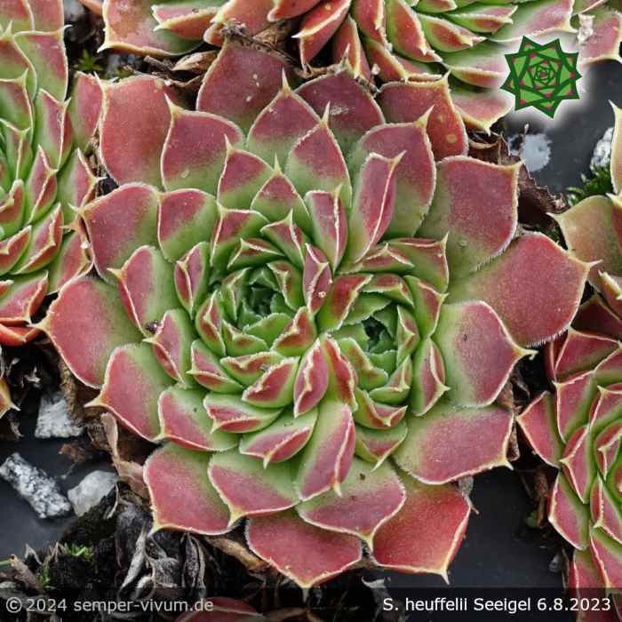 Sempervivum heuffelii 'Seeigel'
